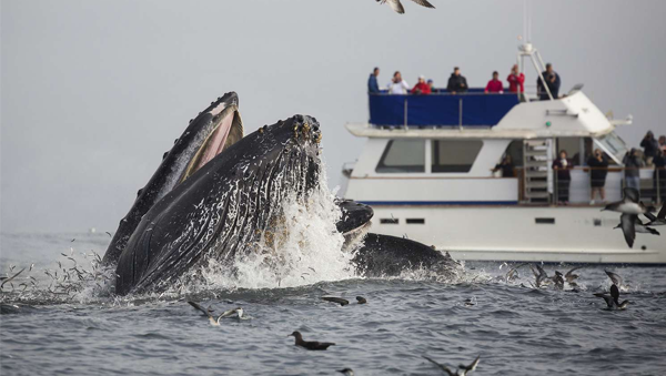 whale watching 1