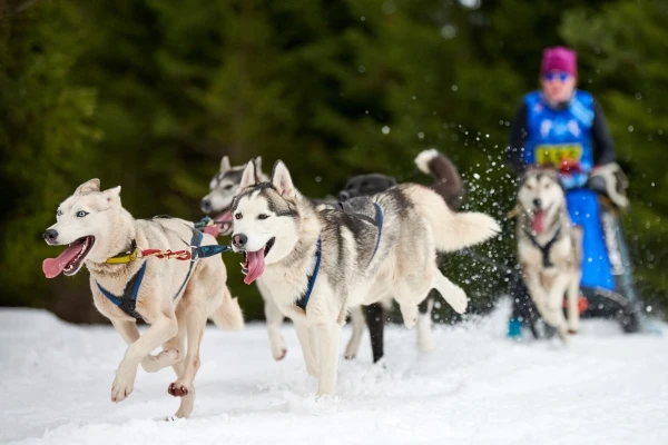 Dog sledding husky safari Kirkenes