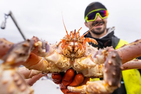 King Crab Safari catch and eat Norway