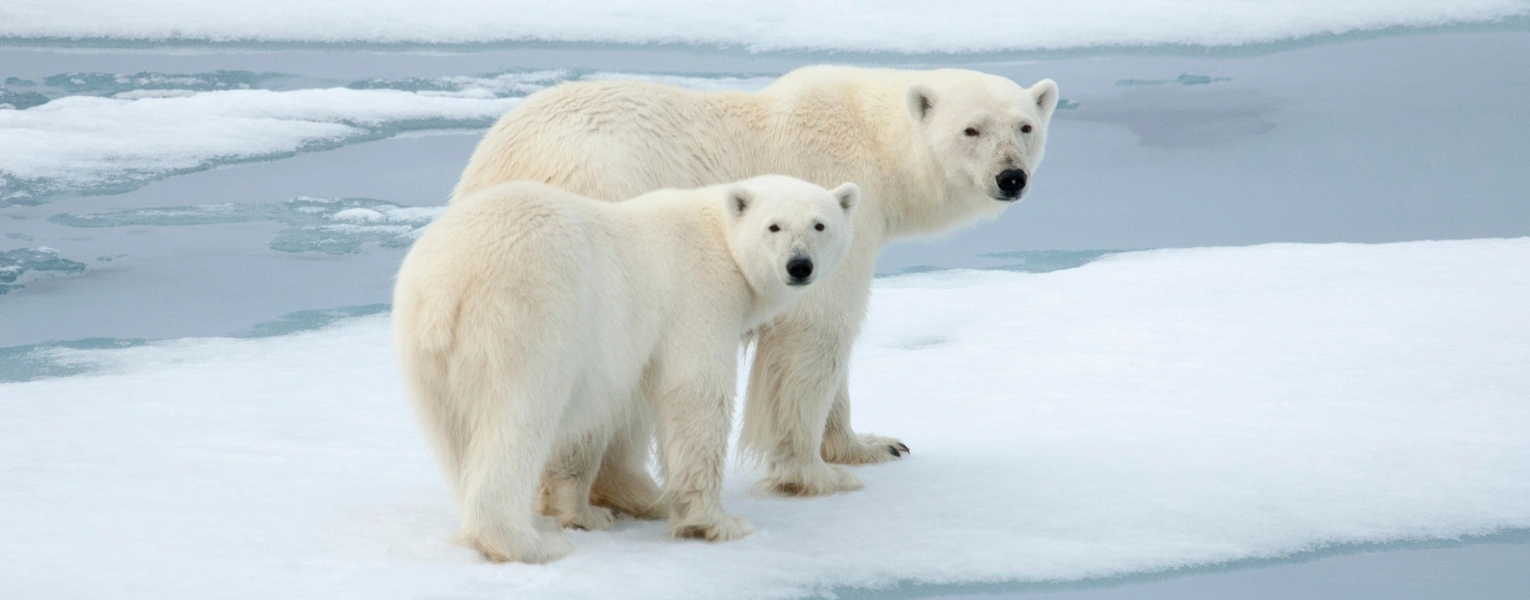 Svalbard Polar Bear