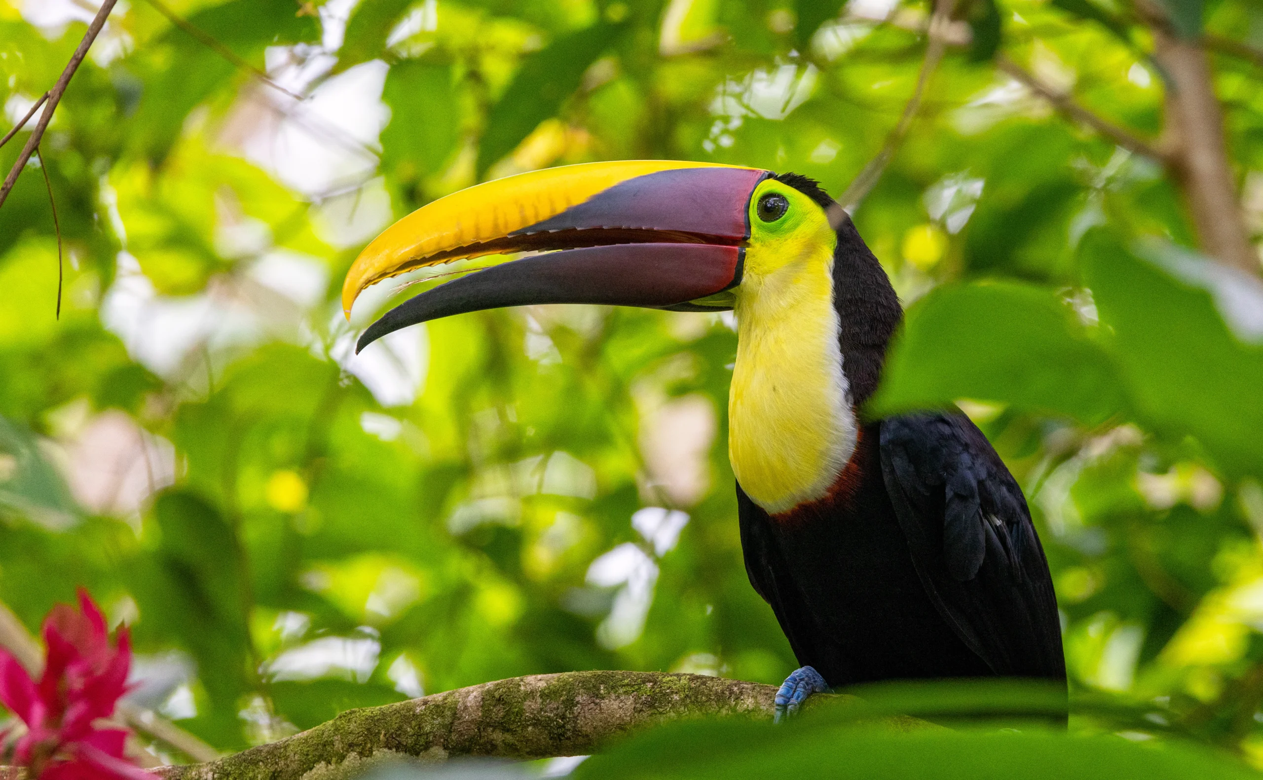 Swan Hellenic boutique ship exploring secluded bays in Central America and the Caribbean
