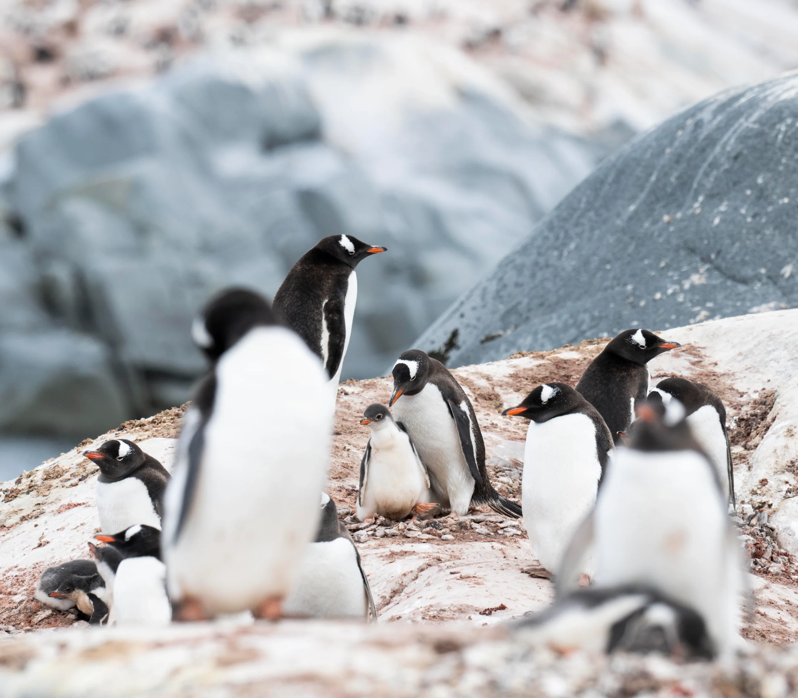Swan Hellenic expedition ship sailing near icebergs in Antarctica