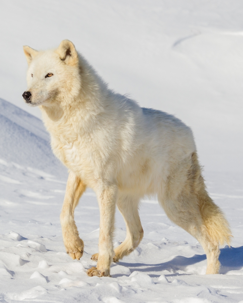 Arctic Wolf