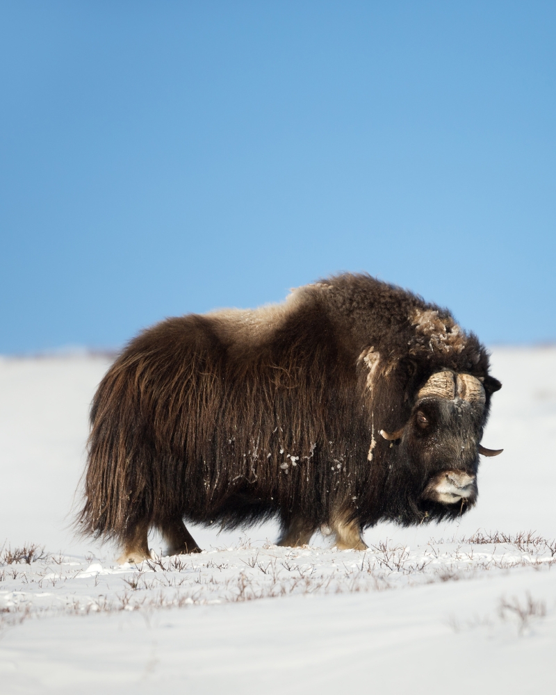Musk Ox