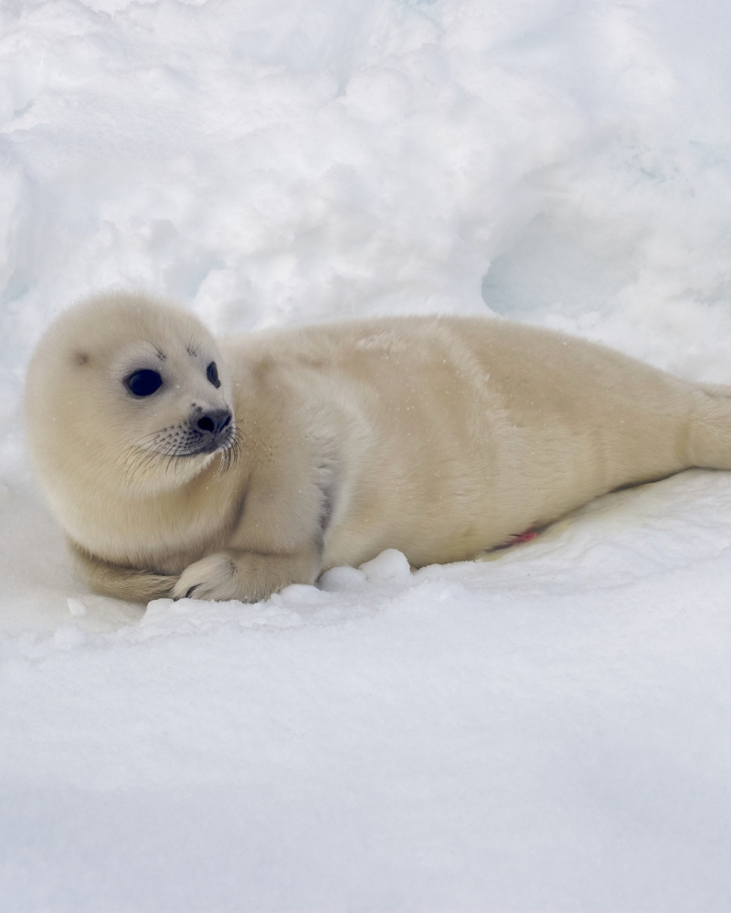 Arctic Seal