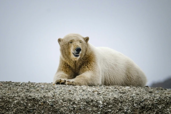Arctic Wildlife
