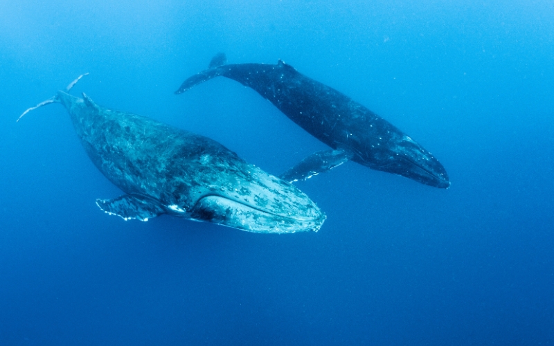 Whale Watching Disko Bay