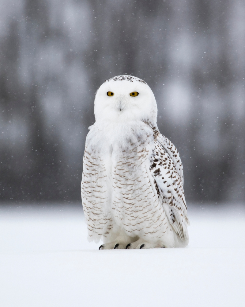 Snowy Owl