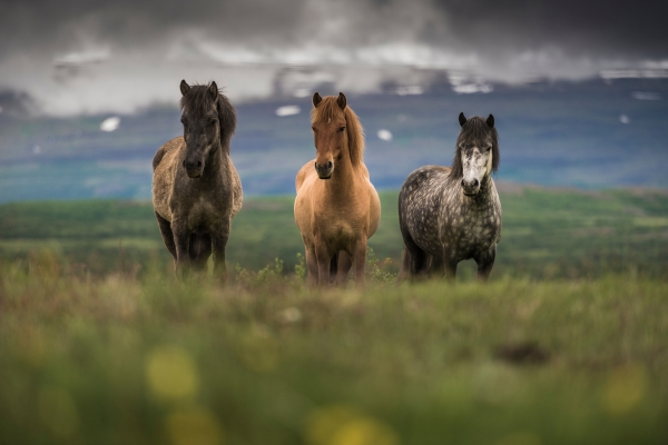 Icelandic Horse Riding