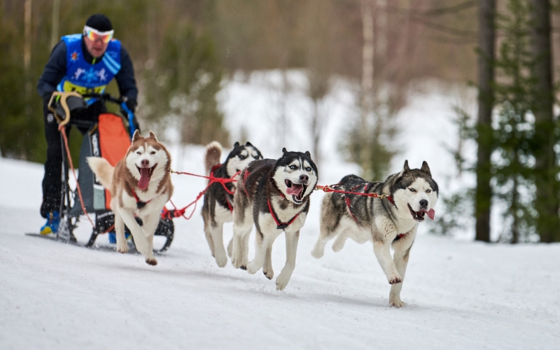 Greenland Sled Dogs