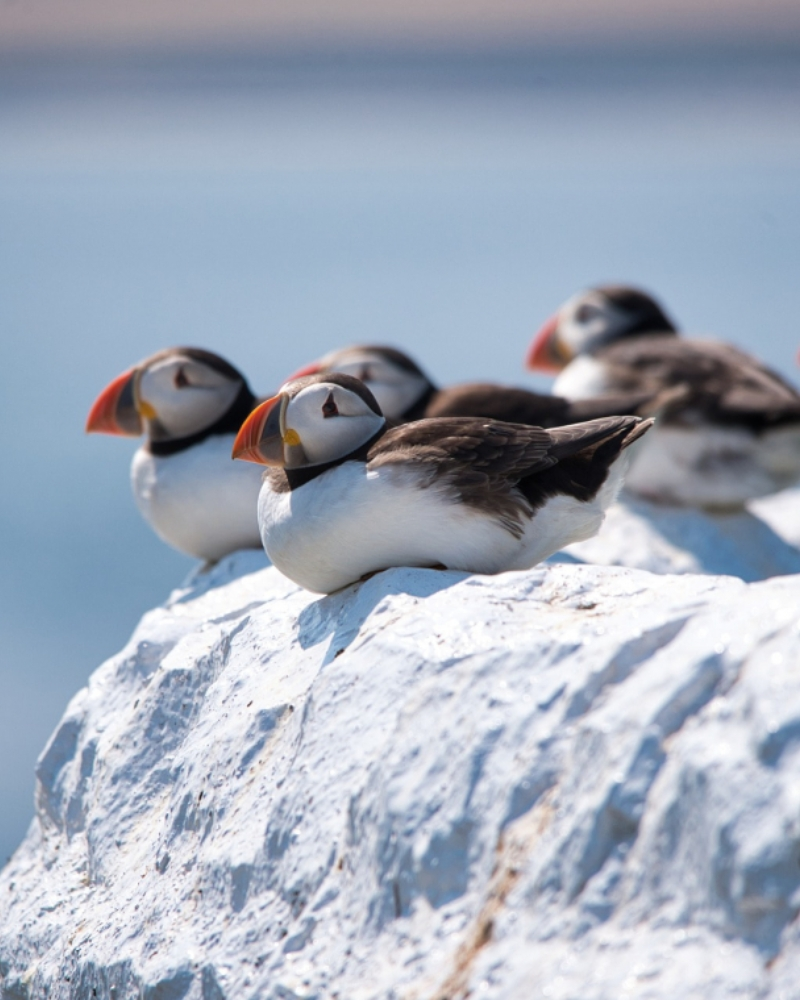 Atlantic Puffin