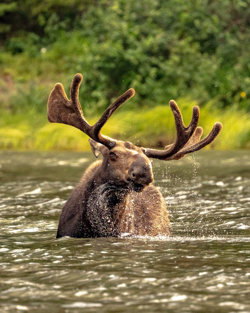 Moose