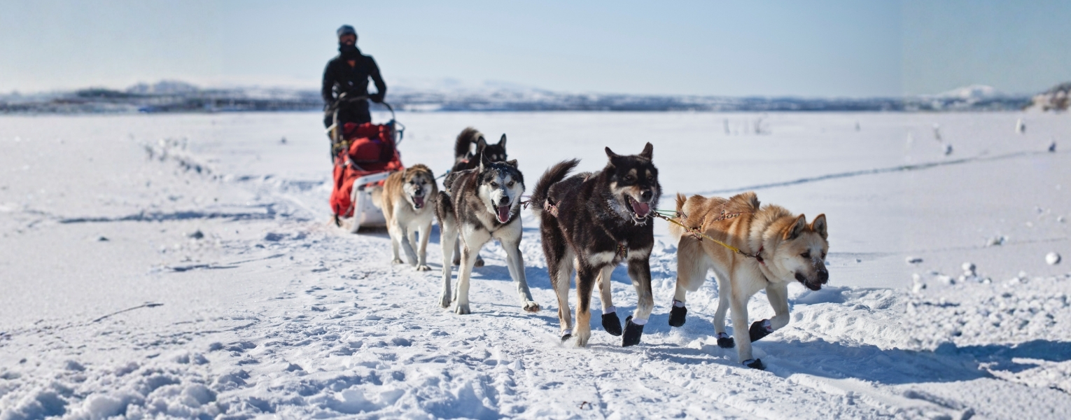 Dog Sledding