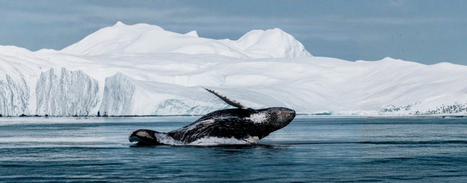 Whale Watching Greebland