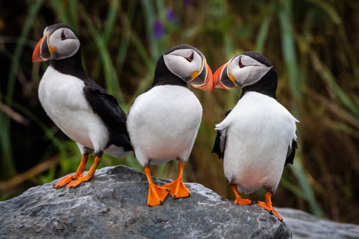 Atlantic & Horned Puffins