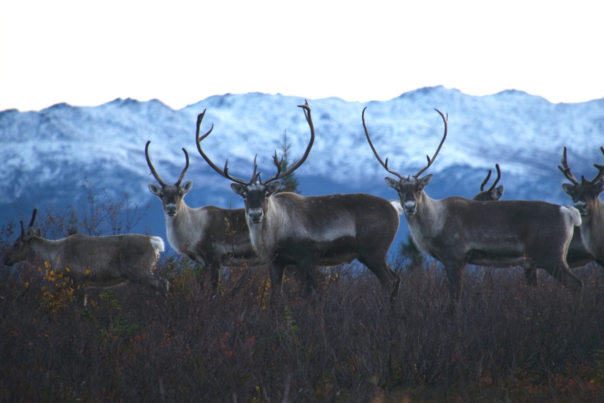 Caribou Herds