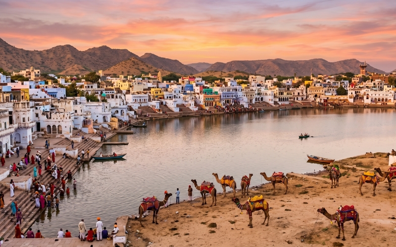 Pushkar Fair Camels