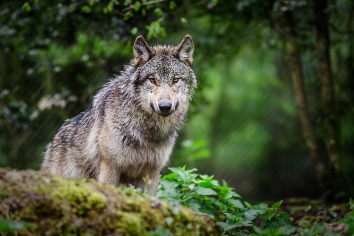 Grey Wolf