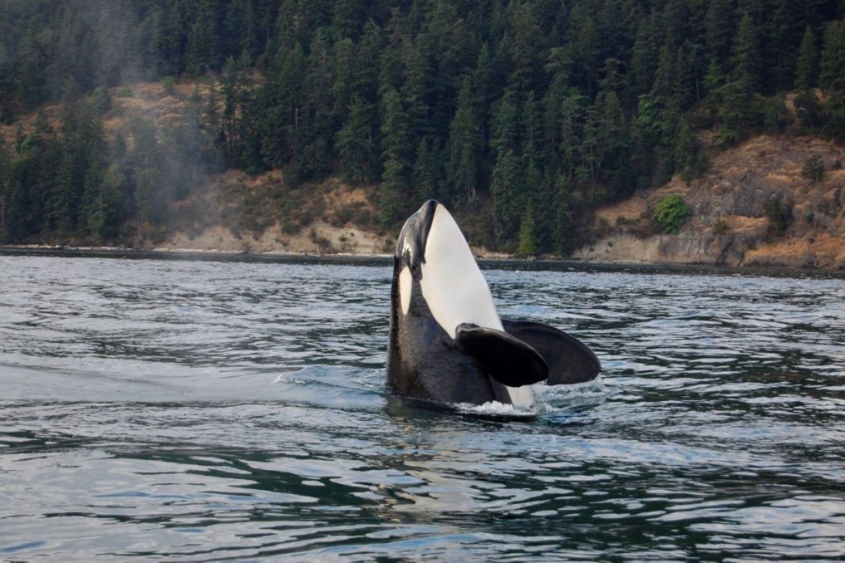 Whale Watching