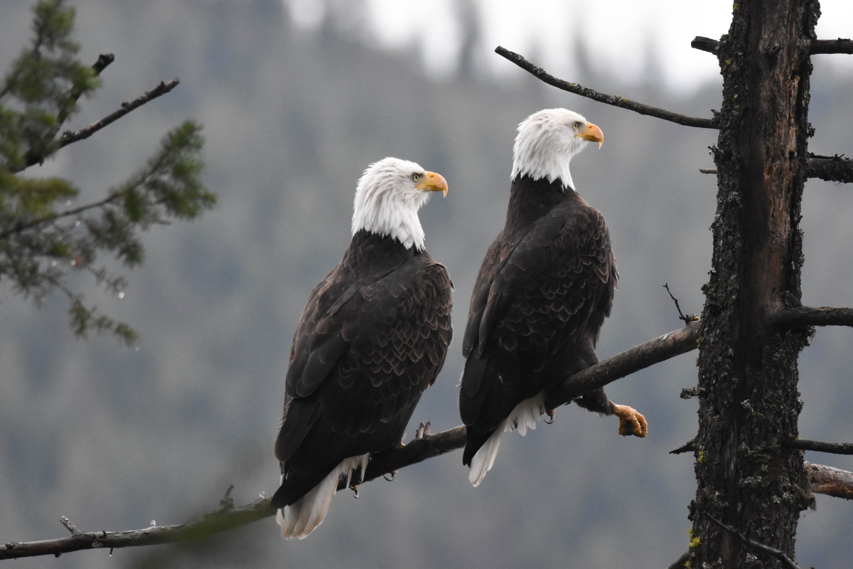 Bald Eagle