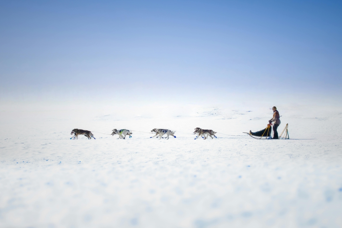 Sled Dogs