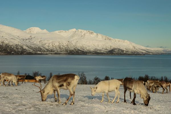 Swedish Lapland 1