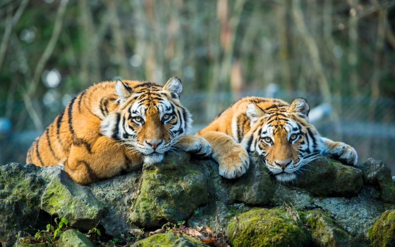 Tiger family in Satpura Range
