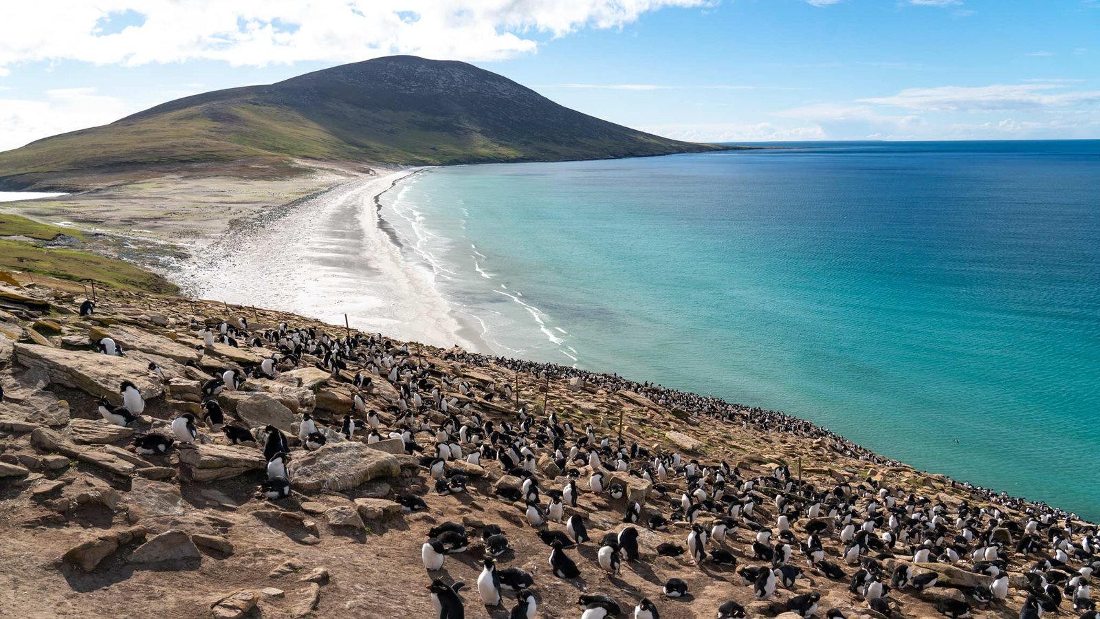 Penguins on the coastal grasslands of Falkland Islands
