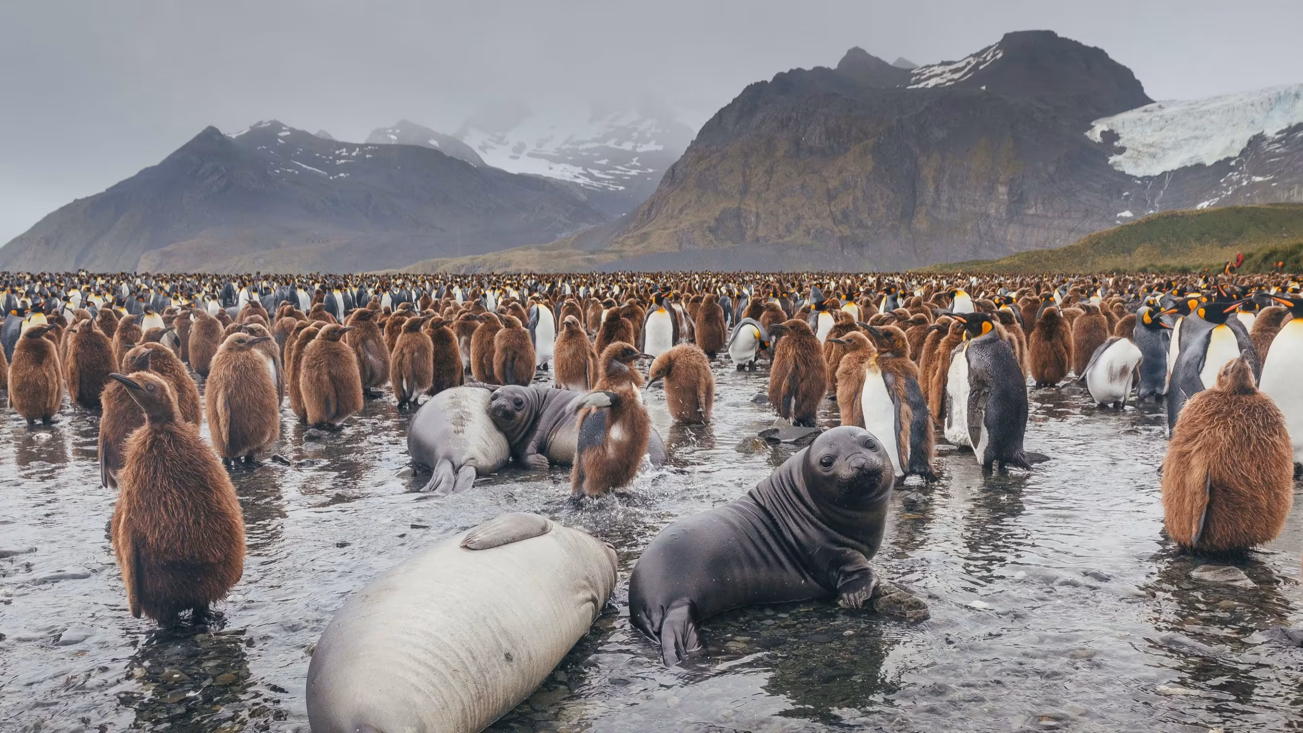 Huge colonies of king penguins under South Georgia glaciers